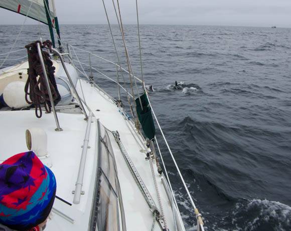 Dolphins
