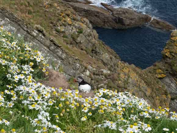 Puffins