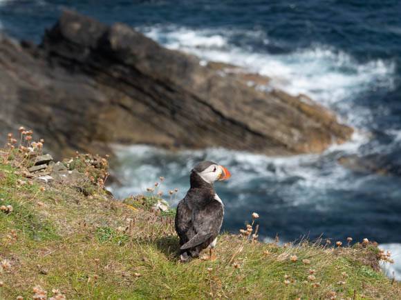 Puffins