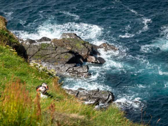 Puffins