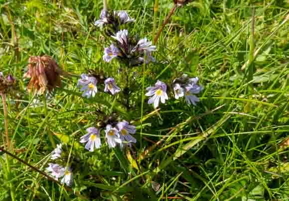 Edmonston's Chickenweed