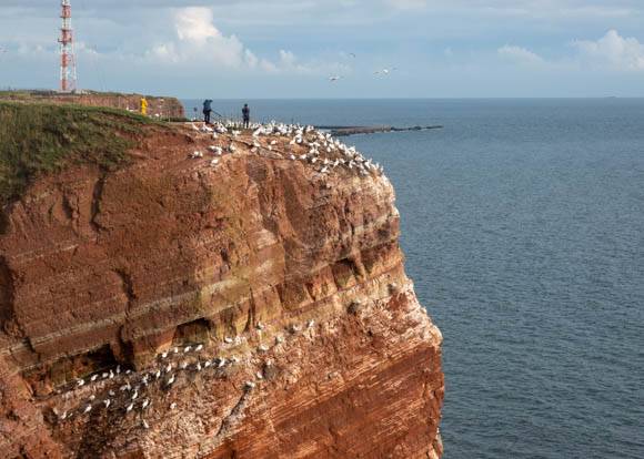 Sea Birds