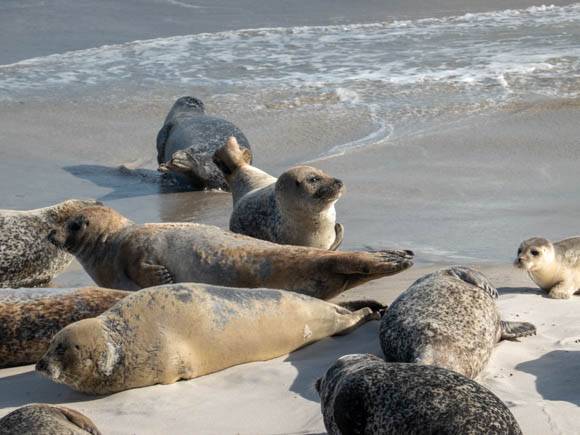 Grey Seals