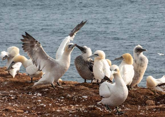 Northern Gannets