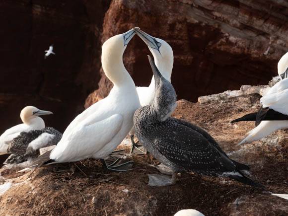 Northern Gannets