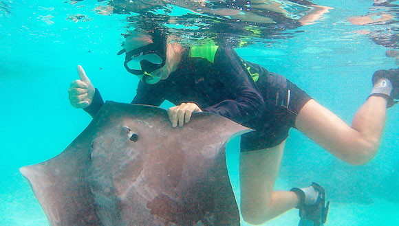 Stingrays
